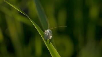 fermer de insecte sur herbe sur ensoleillé journée. créatif. insecte avec longue transparent ailes et moustaches dans herbe. moucheron avec longue ailes est assis sur herbe sur ensoleillé journée. macrocosme de été Prairie video