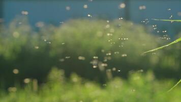 Swarm of midges flying over grass on sunny day. Creative. Lot of midges are flying in meadow on background of sun's rays. Macrocosm of summer meadow. Insects video