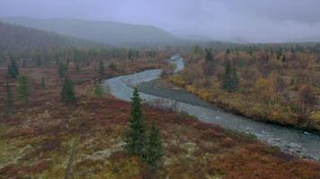 Beautiful nature from a drone. Clip. A clear river next to a forest with tall fir trees and stones flows in the direction of video