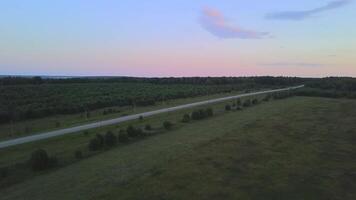 fliegend Über ein Landschaft Straße und Grün Felder, Antenne Sicht. Clip. endlos eben Terrain bedeckt durch Sommer- Gebüsch und Gras auf früh Sonnenuntergang Himmel Hintergrund. video