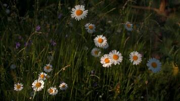 A field with sunny flowers. Creative. Beautiful little summer flowers - daisies on which the bright rays of the sun shine and which stretch up to the sun. video