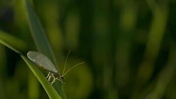 A grasshopper with a long mustache sits on thin green grass. Creative. Macro photography where a small blacksmith sits in the grass and it rains and then ends. video