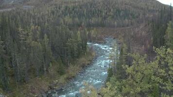 topp se av strömmande berg flod i mitten av skog. klämma. berg flod flöden över stenar i barr- skog på molnig dag video