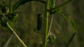 de cerca de saltamontes en césped. creativo. grande verde saltamontes en césped. langosta o saltamontes en verde césped. macrocosmo de verano prado video