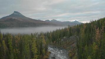 Top view of forest landscape with river and mountains with fog. Clip. Beautiful cloudy day over forest valley with river and mountains. Mountain river in forest area and fog video