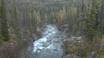 hermosa naturaleza desde un zumbido. acortar. un claro río siguiente a un bosque con alto abeto arboles y piedras fluye en el dirección de video