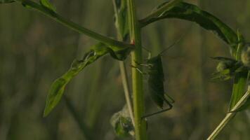 macro Visão do uma verde gafanhoto em repouso em verde folha tronco. criativo. conceito do natureza e animais selvagens, a inseto dentro a campo. video