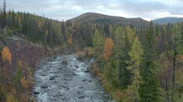 montaña río en el otoño bosque. acortar. aéreo ver de un frío corriente de fluido limpiar agua, grande piedras y vistoso arboles en nublado cielo antecedentes. video
