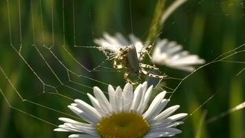 schließen oben von Gänseblümchen Blume mit ein Spinne und Netz auf Grün Feld Hintergrund. kreativ. defokussiert Sommer- Feld, Insekt, und Blumen. video