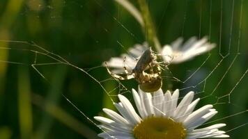 Spindel vävar kokong på webb. kreativ. stor vild Spindel kockar mat på webb. kokong med offer för Spindel på webb. makrokosmos på solig dag i sommar äng video