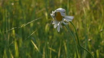 Close up of daisy flower with a spider and web on green field background. Creative. Defocused summer field, insect, and flowers. video