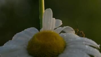 een kever Aan een madeliefje bloem met water druppels. creatief. dichtbij omhoog van een insect kruipen Aan zacht wit bloemblaadjes van een bloem. video