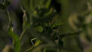 vicino su di verde cavalletta su un' estate campo pianta. creativo. insetto nel movimento nel un' verde prato sotto il splendente sole. video