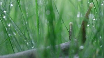 dichtbij omhoog van een slak tussen gras met vloeistof water druppels. creatief. schattig slak in een zomer weide met de ochtend- dauw. video