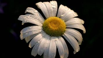 Chamomile shot in close-up. Creative . A flower on which insects sit and crawl on it . video