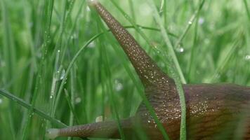 ein Schnecke Sitzung im das Grün Sommer- gras.kreativ. ein Insekt mit lange dick Schnurrhaare sitzt im das Gras auf welche Dort sind klein Regentropfen. video