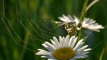 spin weeft cocon Aan web. creatief. groot wild spin kookt voedsel Aan web. cocon met slachtoffer voor spin Aan web. macrokosmos Aan zonnig dag in zomer weide video