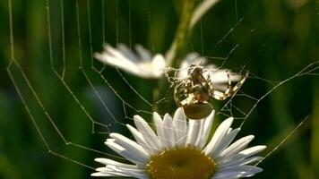 un pequeño araña . creativo. un araña colgando en sus web en un largo margarita y Moviente sus patas video