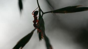 fechar acima do a formiga em uma uma fino galho em borrado fundo. criativo. pequeno inseto em a folhas do uma árvore, macro visualizar. video