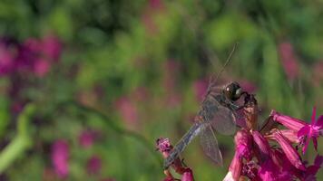 Blühen Rosa und lila Wiese und ein Libelle auf das Blumenbeet im das Garten. kreativ. schließen oben von ein Insekt auf ein Sanft Blütenblatt von ein Blume. video