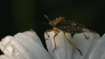 un escarabajo en un margarita flor con agua gotas. creativo. cerca arriba de un insecto gateando en suave blanco pétalos de un flor. video