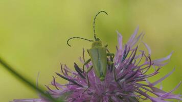 Close-up of green beetle on wildflower. Creative. Green insect sits on flower in summer meadow. Macrocosm of summer meadow video