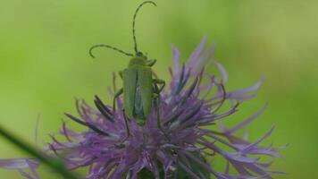 insekter i makro fotografi. kreativ. små blommor på som sländor och en gräshoppa sitta och vicka deras polisonger och de Sol lyser på dem. video