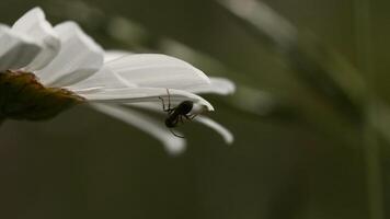 närbild av insekt på skön blomma. kreativ. myra är Sammanträde på kronblad av daisy. makrokosmos av sommar äng video