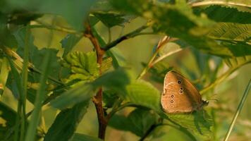 Schmetterling sitzt auf Grün Pflanze im Sommer. kreativ. braun Schmetterling sitzt auf Grün Blätter von Pflanze. Makrokosmos von Sommer- Wiese video