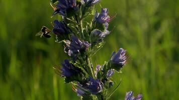 Purple flower . Creative. A beautiful long flower next to which a wasp circles and sits down to collect pollen. video