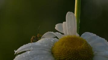 Chamomile shot in close-up. Creative . A flower on which insects sit and crawl on it . video