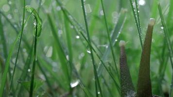 närbild av druva snigel i gräs. kreativ. polisonger av stor snigel i grön gräs. druva snigel kom ut in i gräs efter sommar regn. makrokosmos av sommar äng video