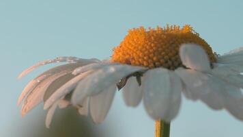 proche en haut de Marguerite fleur avec l'eau gouttes sur flou ciel Contexte. créatif. Jaune épanouissement fleur avec blanc pétales. video