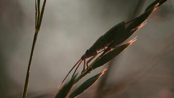 A landscape with large insects with long whiskers. Creative. Macro photography of flowers on which insects crawl in the grass. video