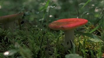 närbild av svamp med röd hatt. kreativ. skön svamp i grön gräs av sommar skog. utsökt färsk svamp i skog video
