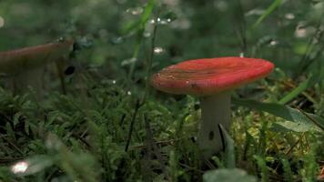 de cerca de seta con rojo sombrero. creativo. hermosa seta en verde césped de verano bosque. delicioso Fresco seta en bosque video