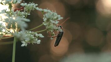 dichtbij omhoog van een mier of een kever Aan een wit weide bloem Aan wazig achtergrond. creatief. klein insect in de zomer veld, macro visie. video