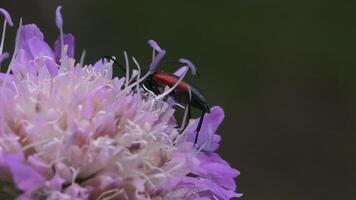 Extreme close up of a beautiful purple flower with a bug on it. Creative. Blossoming flower bud and an insect on blurred green background. video