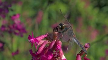 de cerca de insecto en hermosa flor. creativo. libélula alimenta en polen de flores en soleado verano día. hermosa libélula en brillante flor. macrocosmo de verano prado video