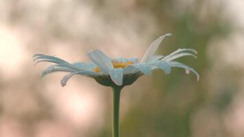 une fleur cette atteint en dehors à le Soleil. créatif. une petit Marguerite avec petit gouttes de rosée sur il dans le herbe cette a ouvert et regards en haut video