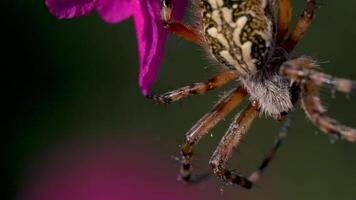 A beautiful tarantula with a colored back. Creative. Bright purple flowers with cobwebs on which he hangs on his paws. video