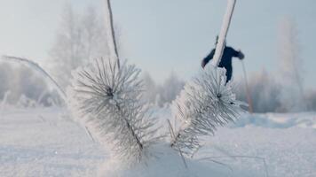 ein Mann üben skandinavisch Gehen im ein Winter Wald. kreativ. ein Person Gehen durch Winter Schneeverwehungen im das Wald Nächster zu schneebedeckt Bäume gegen ein Hintergrund von hell Sonne und Blau Himmel. video