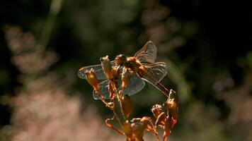 Insekten im Makro Fotografie. kreativ. klein Blumen auf welche Libellen und ein Heuschrecke sitzen und wackeln ihr Schnurrhaare und das Sonne scheint auf ihnen. video