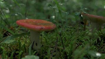 cerca arriba de un seta con un rojo gorra y creciente césped. creativo. verano natural paisaje en el bosque. video