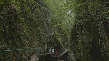 escursioni a piedi pista nel roccioso giungla. creativo. escursionisti camminare attraverso ponte a scogliera nel selvaggio giungla. ponte fra rocce nel verde foresta video