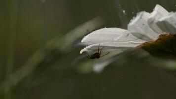 une Marguerite sur lequel un fourmi rampe. créatif. une petit noir insecte est rampant sur une blanc fleur et il est il pleut. video