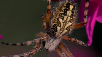 fermer de grand araignée sur fleurs. créatif. gros magnifique araignée avec modèle sur ses retour est assis sur fleurs. sauvage Prairie araignée sur fleur pétales. macrocosme de été Prairie video
