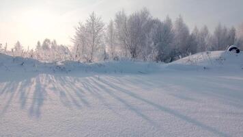 toneel- sneeuw veld- in winter, bevroren natuur. creatief. winter landschap met ijzig struiken en bomen in de zonnig ochtend, rustig winter natuur in zonlicht. video