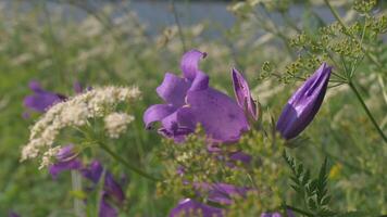 mooi weinig bellen. creatief. klein Purper bloemen groeit in de groen gras fluctueren een beetje van de wind. video