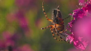 fioritura rosa e viola prato e un' ragno su il letto di fiori nel il giardino. creativo. vicino su di arancia e nero ragno su un' morbido petalo di un' fiore. video